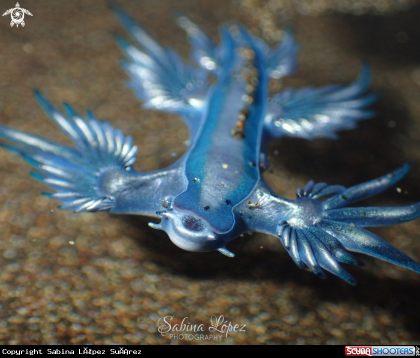 A Nudibranch 