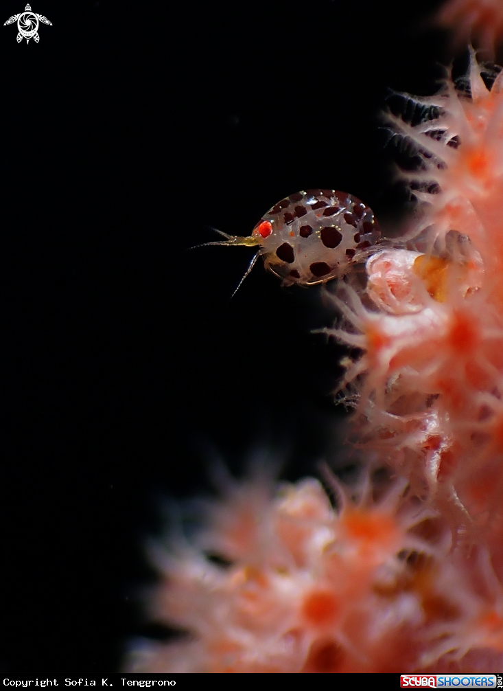 A Ladybug