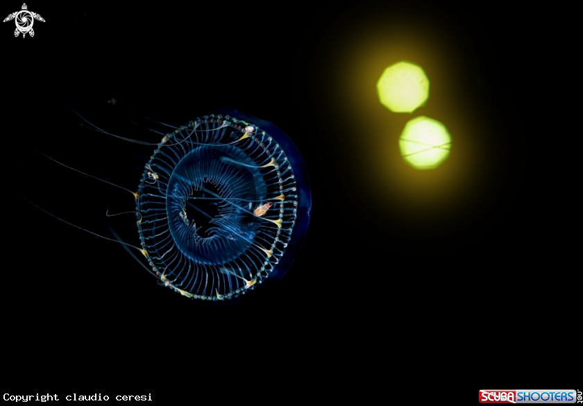 A jellyfish and Amphipodes 