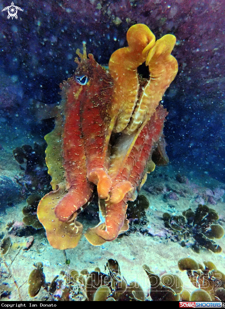 A Australian giant cuttlefish