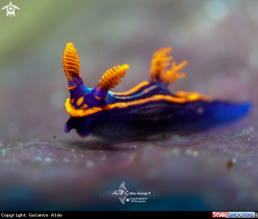 A Super tiny Nudibranch