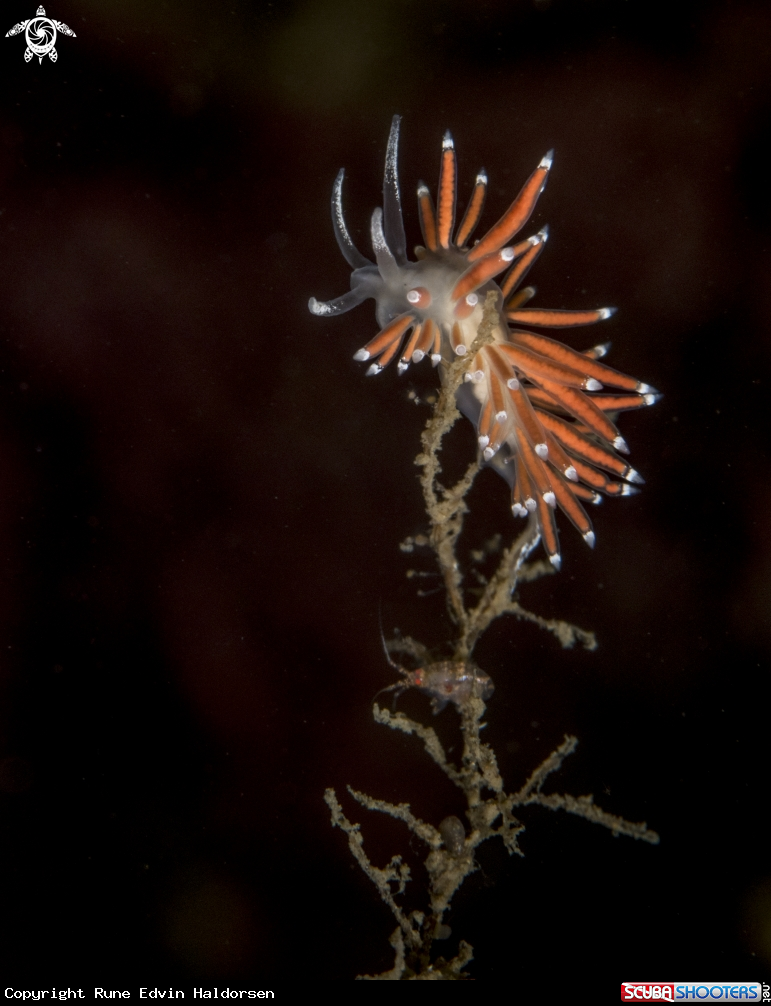 A Nudibranch