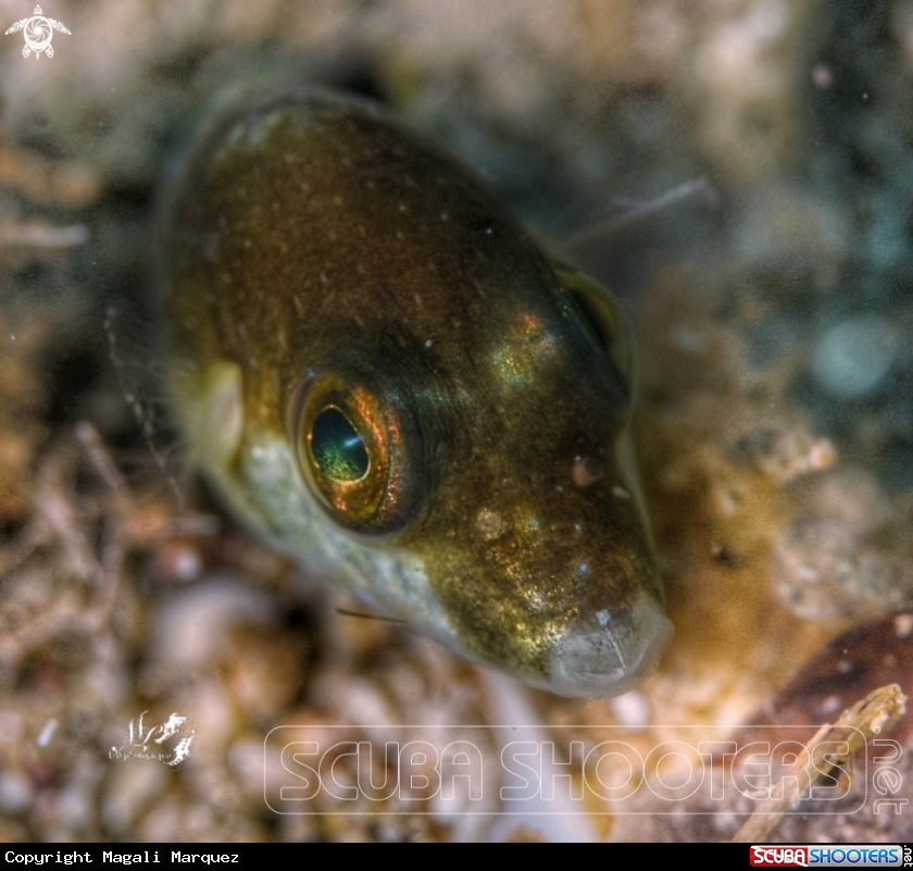 A Sharpnose pufferfish 