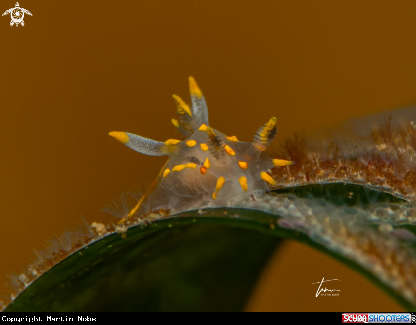 A Polycera quadrilineata