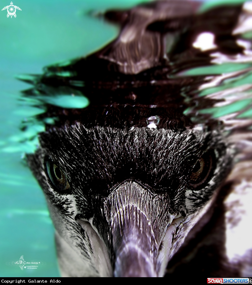 A Galapagos Penguin