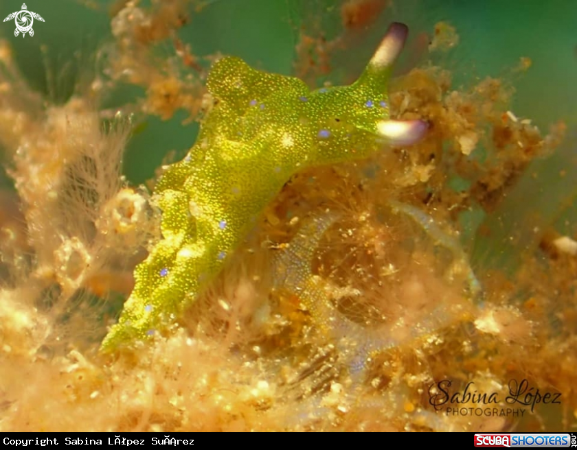 A Elysia rubeni