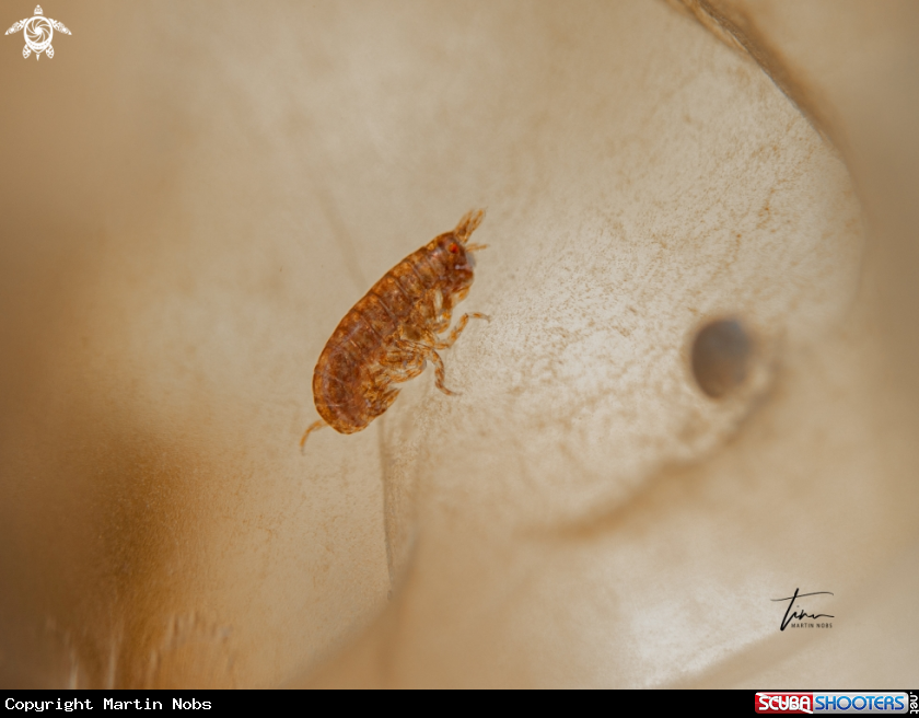A Hyperiid amphipod