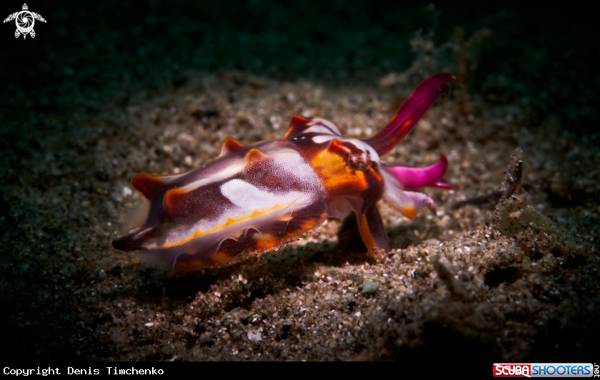 A CUTTLEFISH