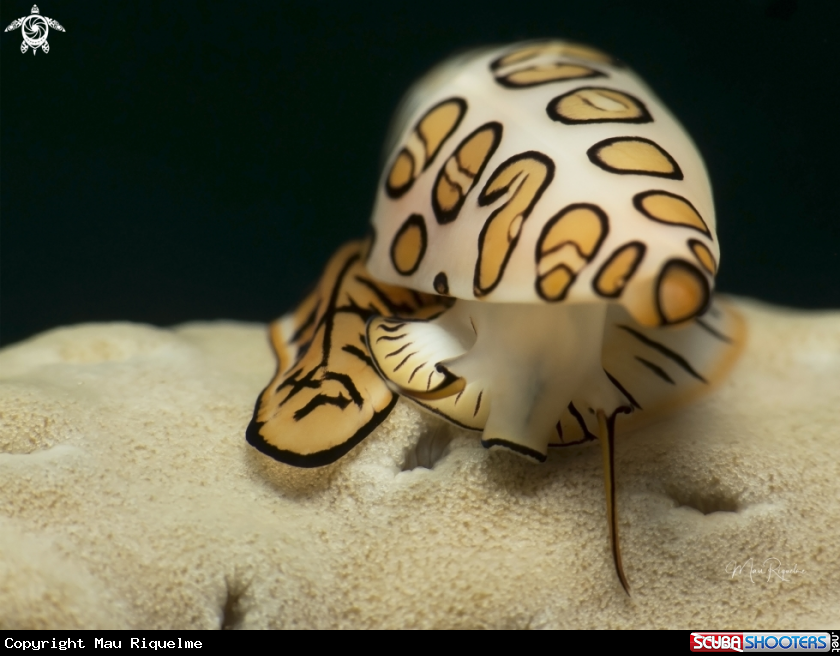 A Flamingo Tongue