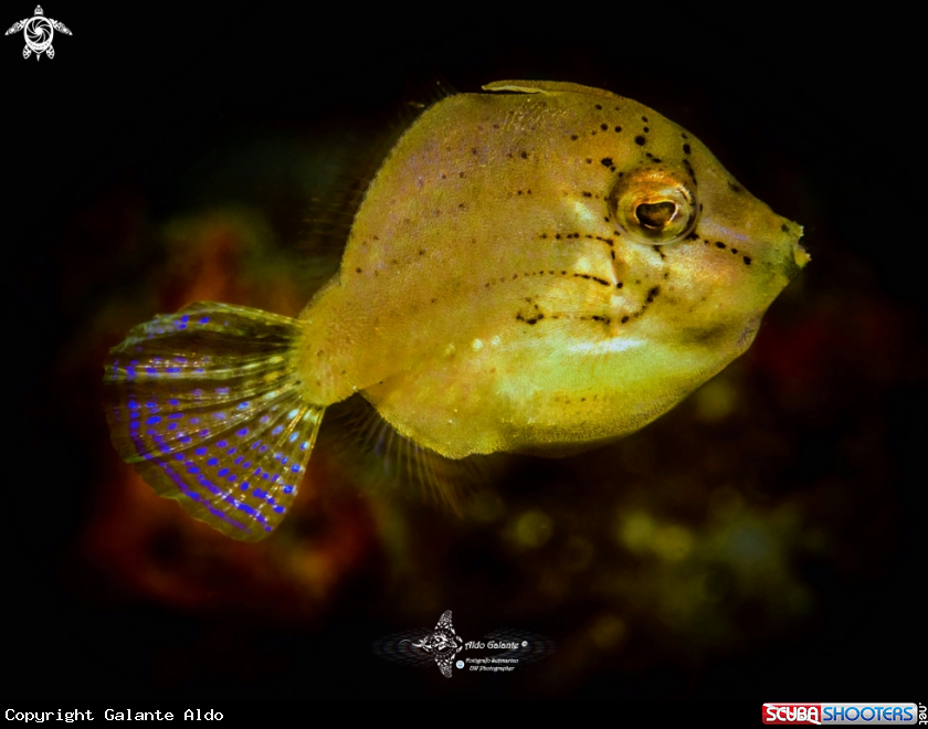 A Taylor's Pygmy Leatherjacket