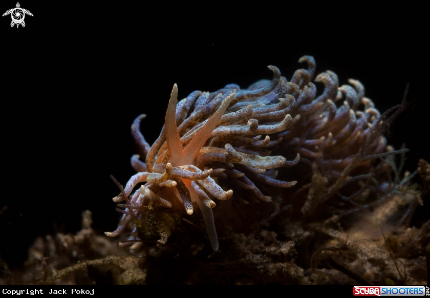 A Phyllodesmium sp.