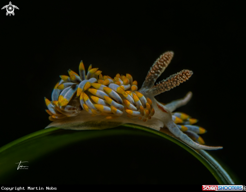 A Berghia coerulescens