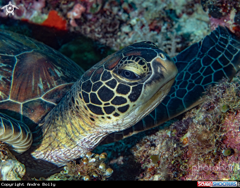 A Green Sea Turtle 