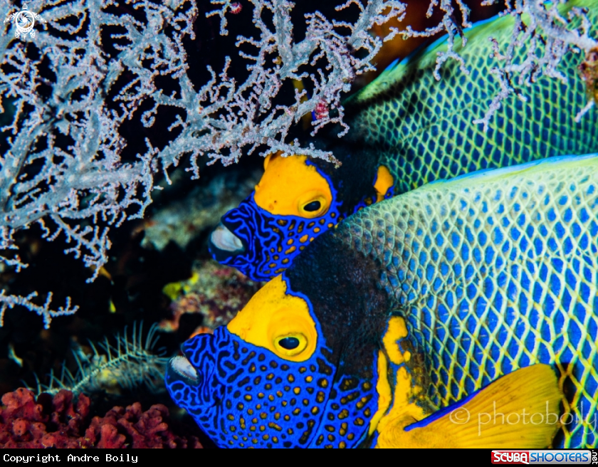 A Blue mask angelfish