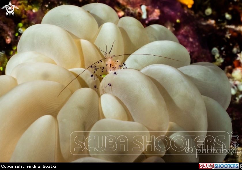 A Bubble Coral Shrimp