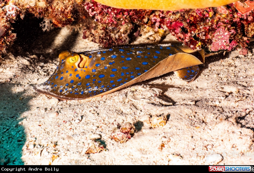 A Blue Spotted Ribbon Tail 