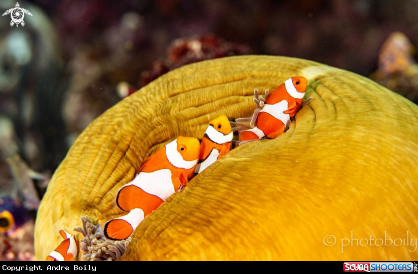 A False clownfish