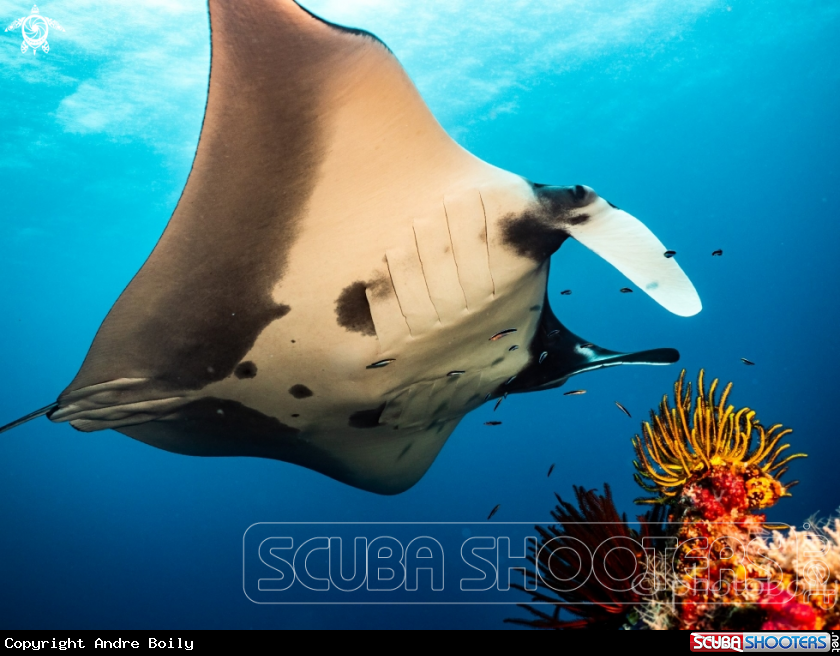 A Oceanic Manta Ray 