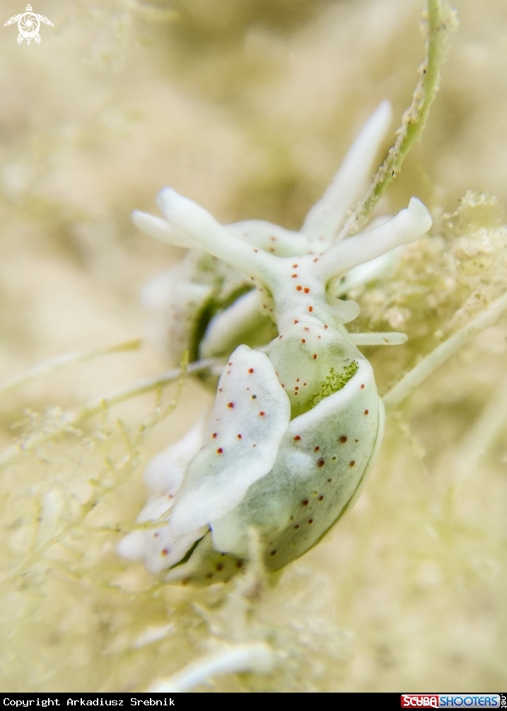 A Nudibranch