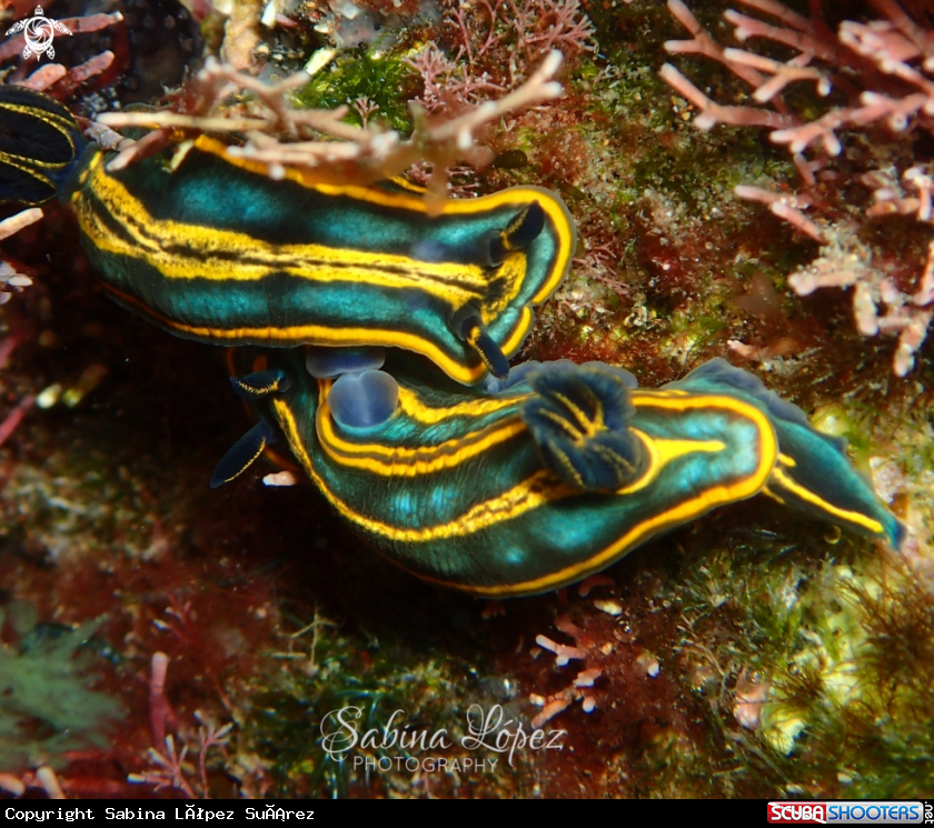 A Nudibranch 