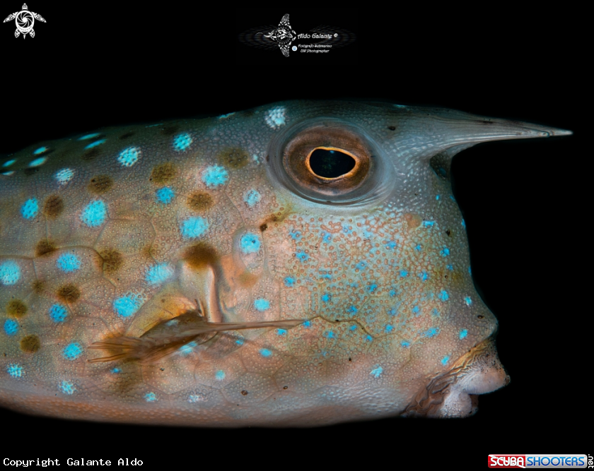 A Cowfish