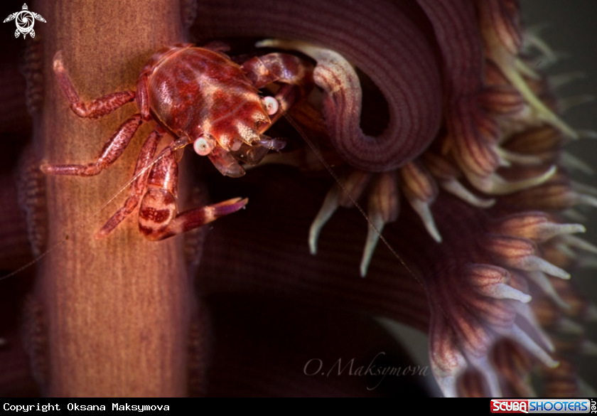 A Four-lobed Porcelain Crab (Lissoporcellana quadrilobata)