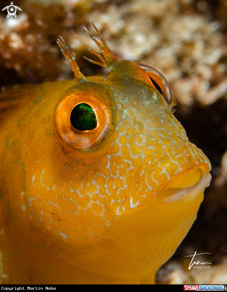 A Ringneck Blenny
