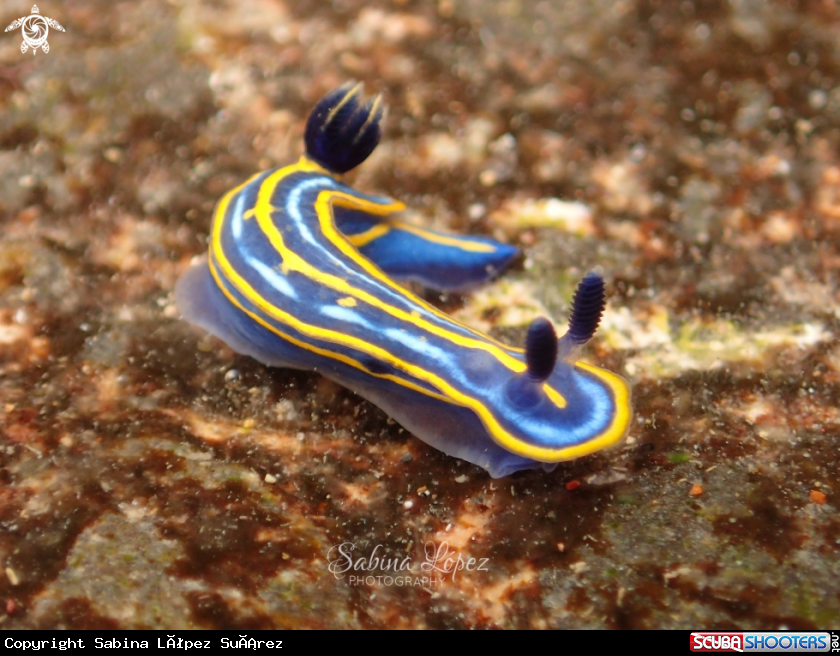 A Nudibranch 