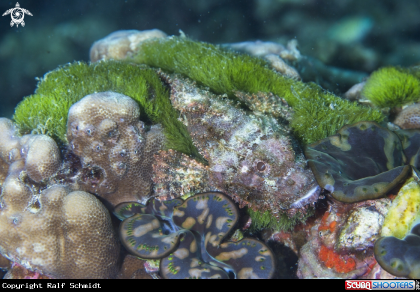 A scorpionfish