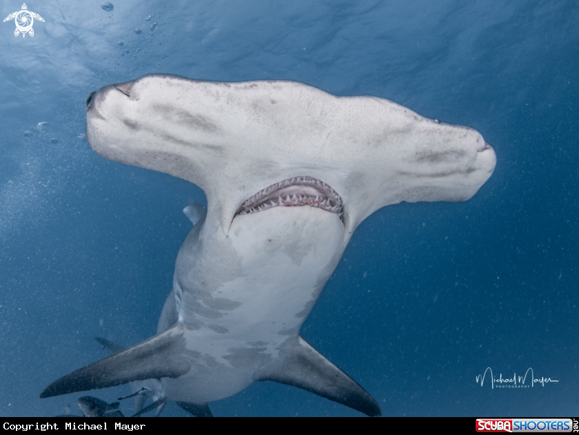 A Great Hammerhead 