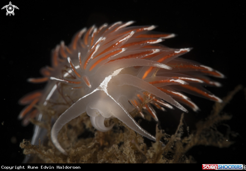A Fjordia lineata 
