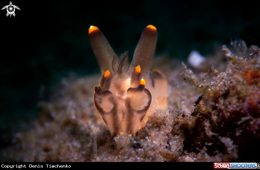 A NUDIBRANCH
