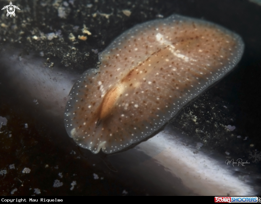 A Pinkstreak Flatworm