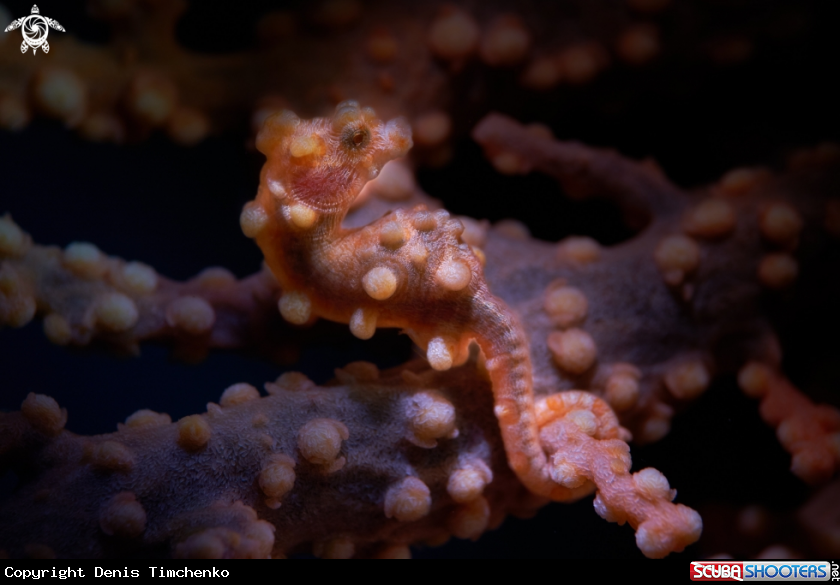 A SEAHORSE