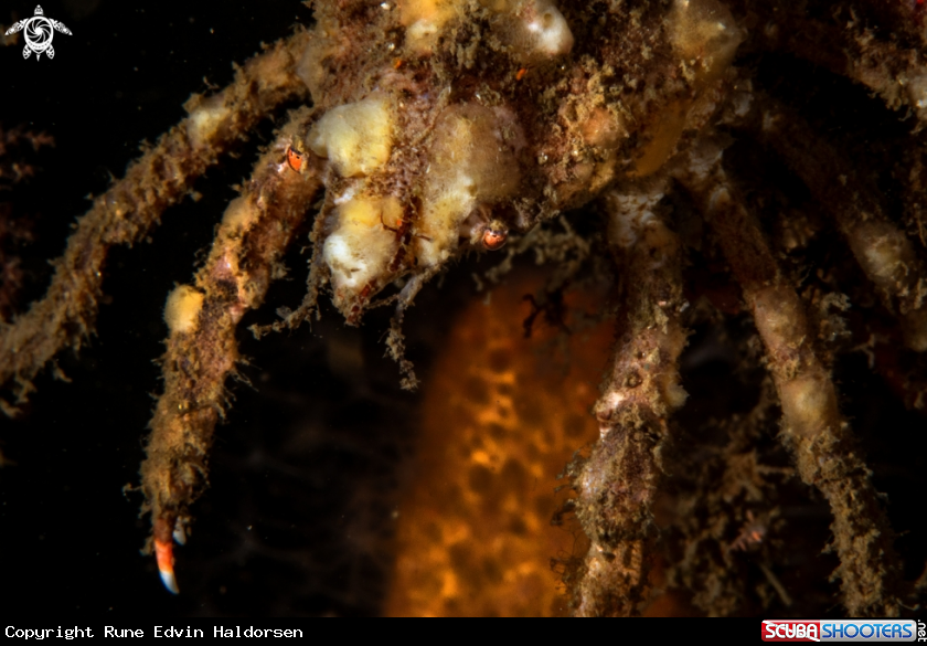 A Hyas araneus