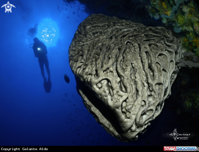 A Salvador Dalí Sponge