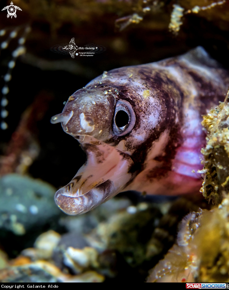 A Girdled Moray Eel