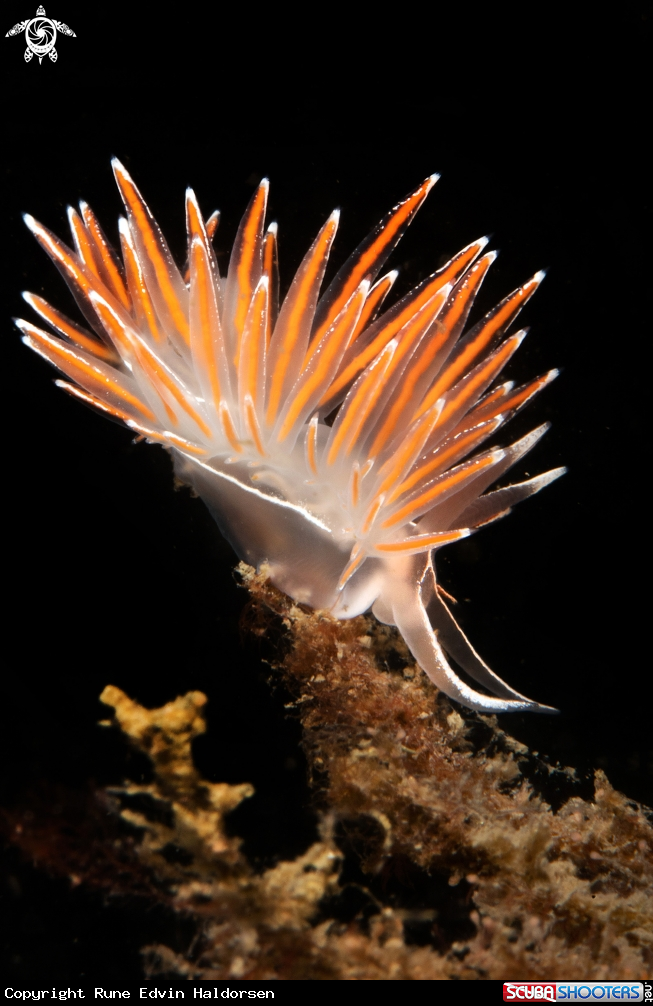 A Fjordia lineata