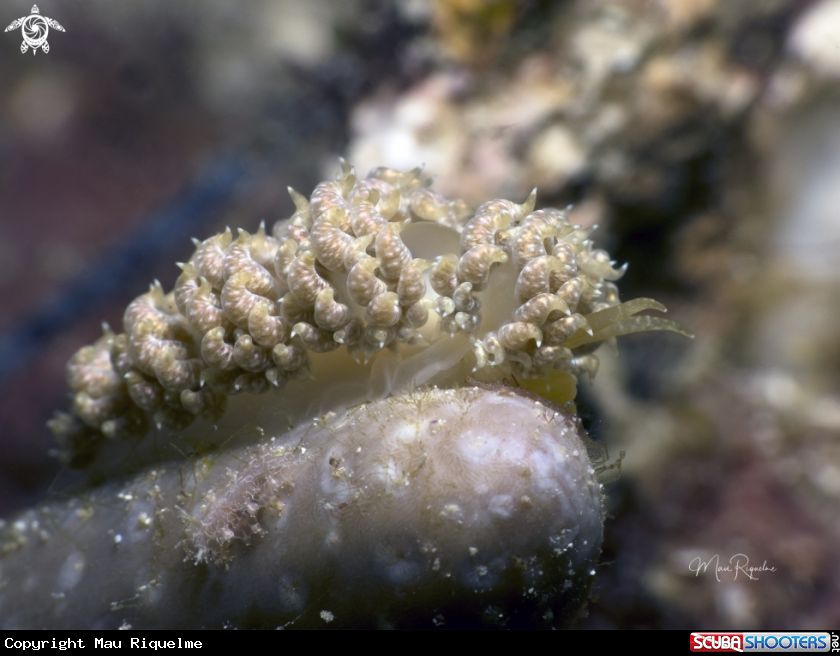A White-Speckled Nudibranch and Crisscross Tritonia