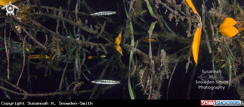 A Juvenile barracuda