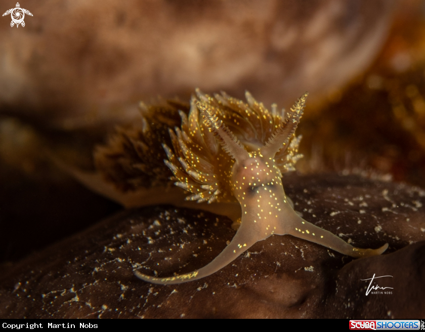 A Facelina annulicornis