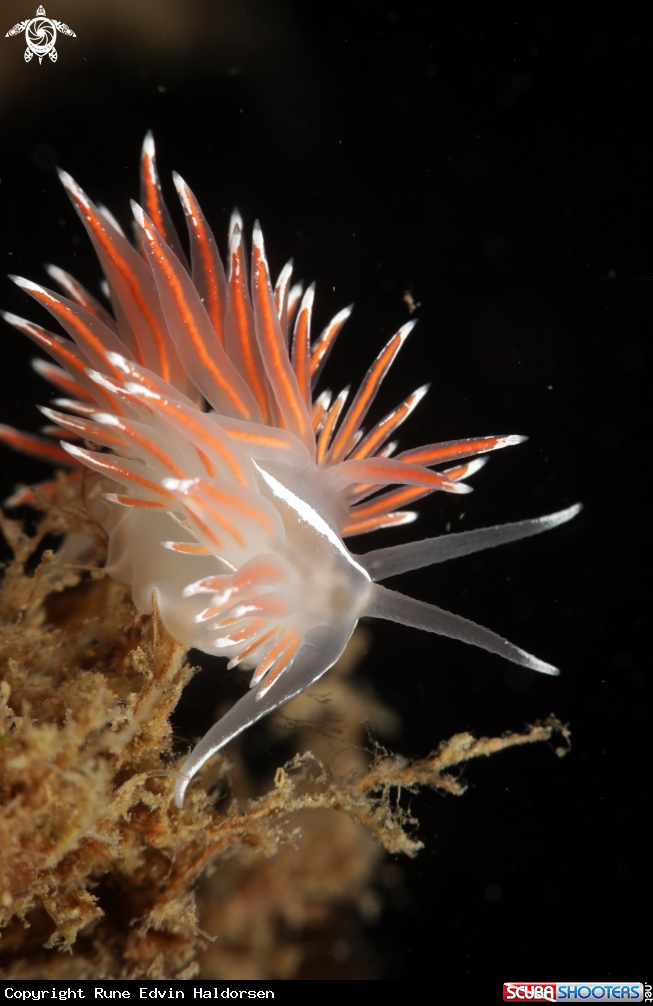 A Fjordia lineata