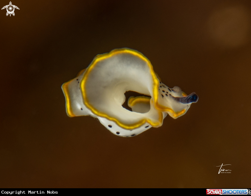 A Prostheceraeus moseley