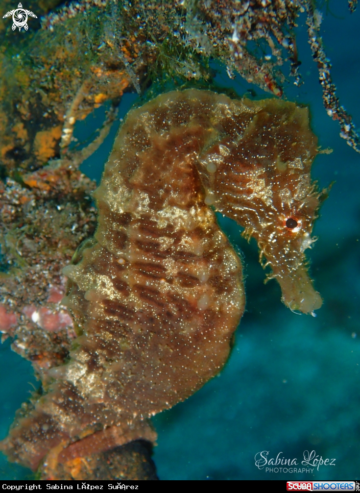 A Hippocampus hippocampus
