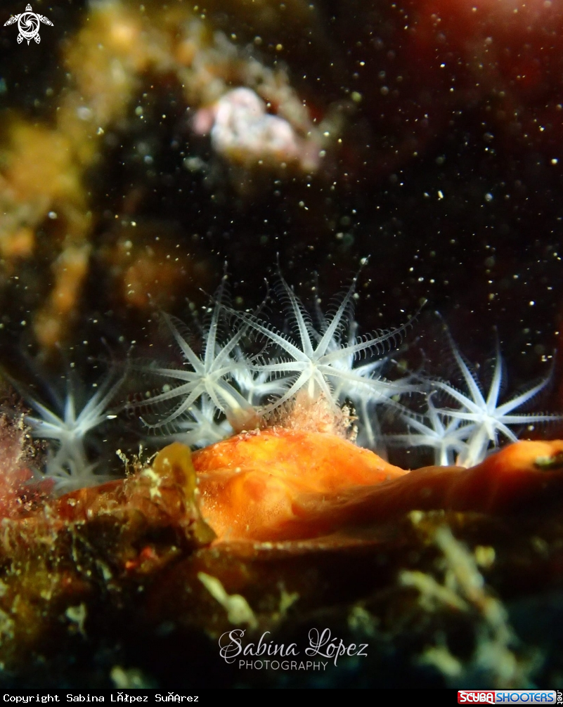 A Canarya canariensis