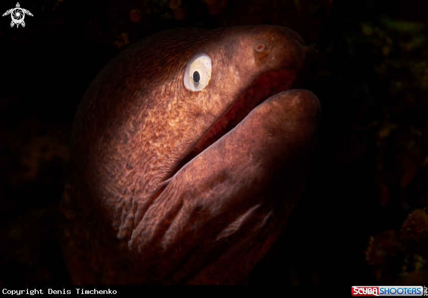 A FISH