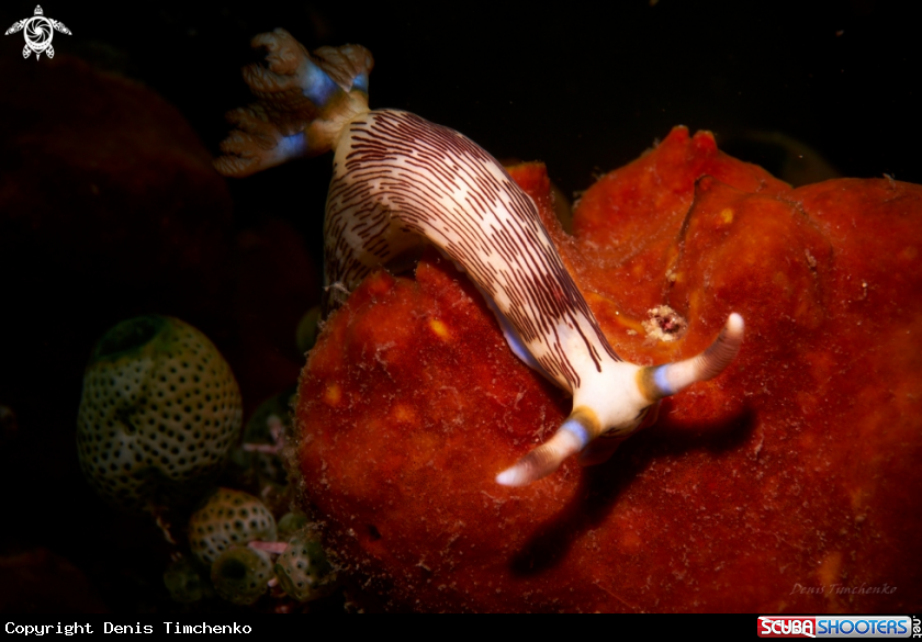 A NUDIBRANCH