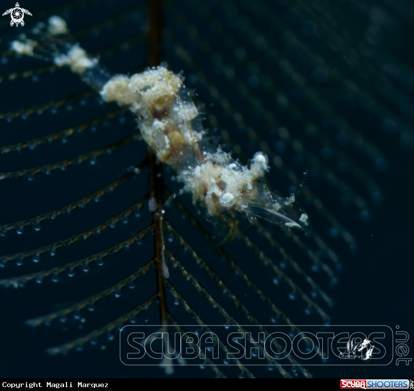 A Shrimp 