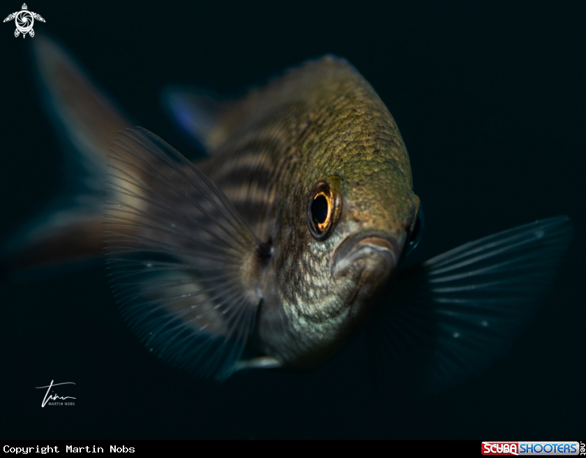 A Damselfish