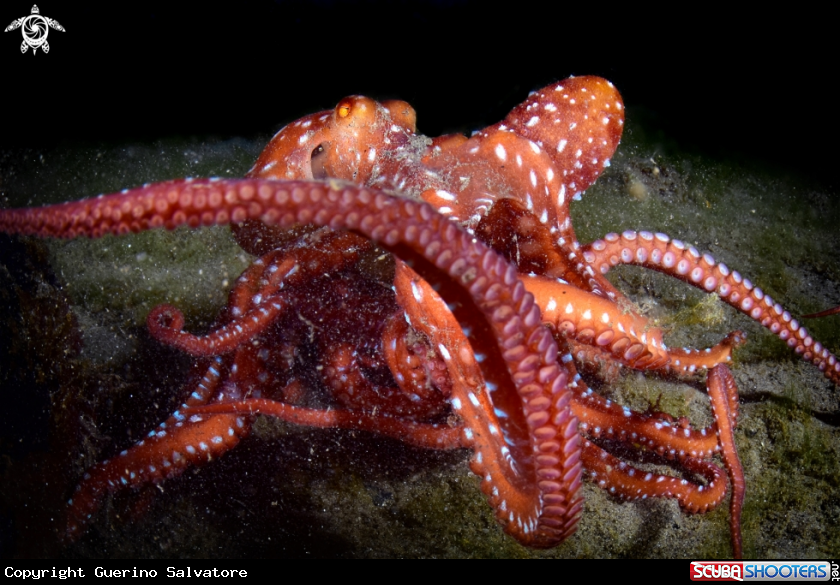 A OCTOPUS MACROPUS